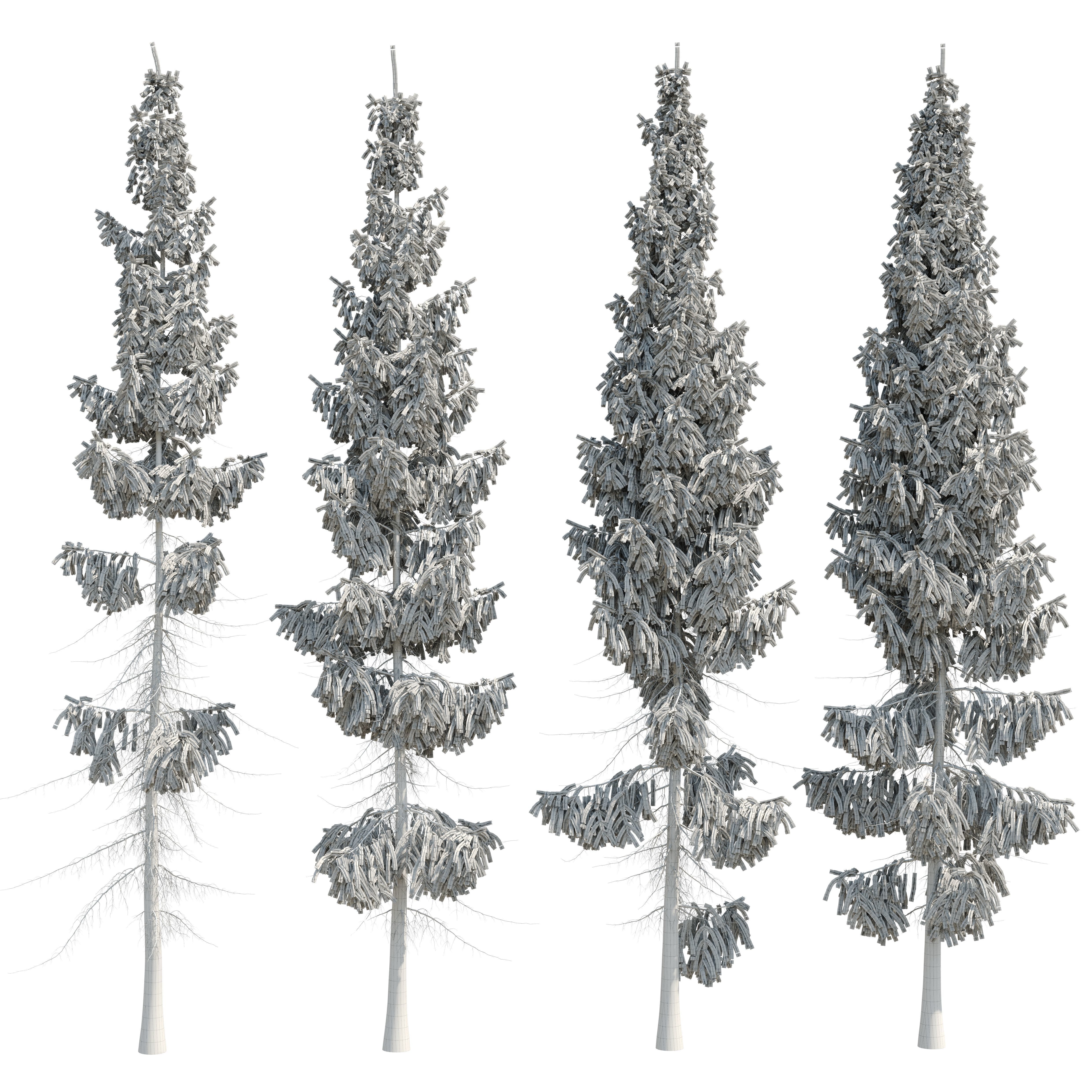 Spruce 8m 3D model_14