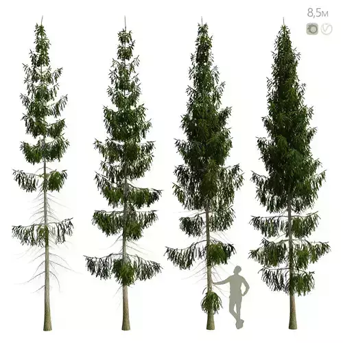 Spruce 8m 3D model