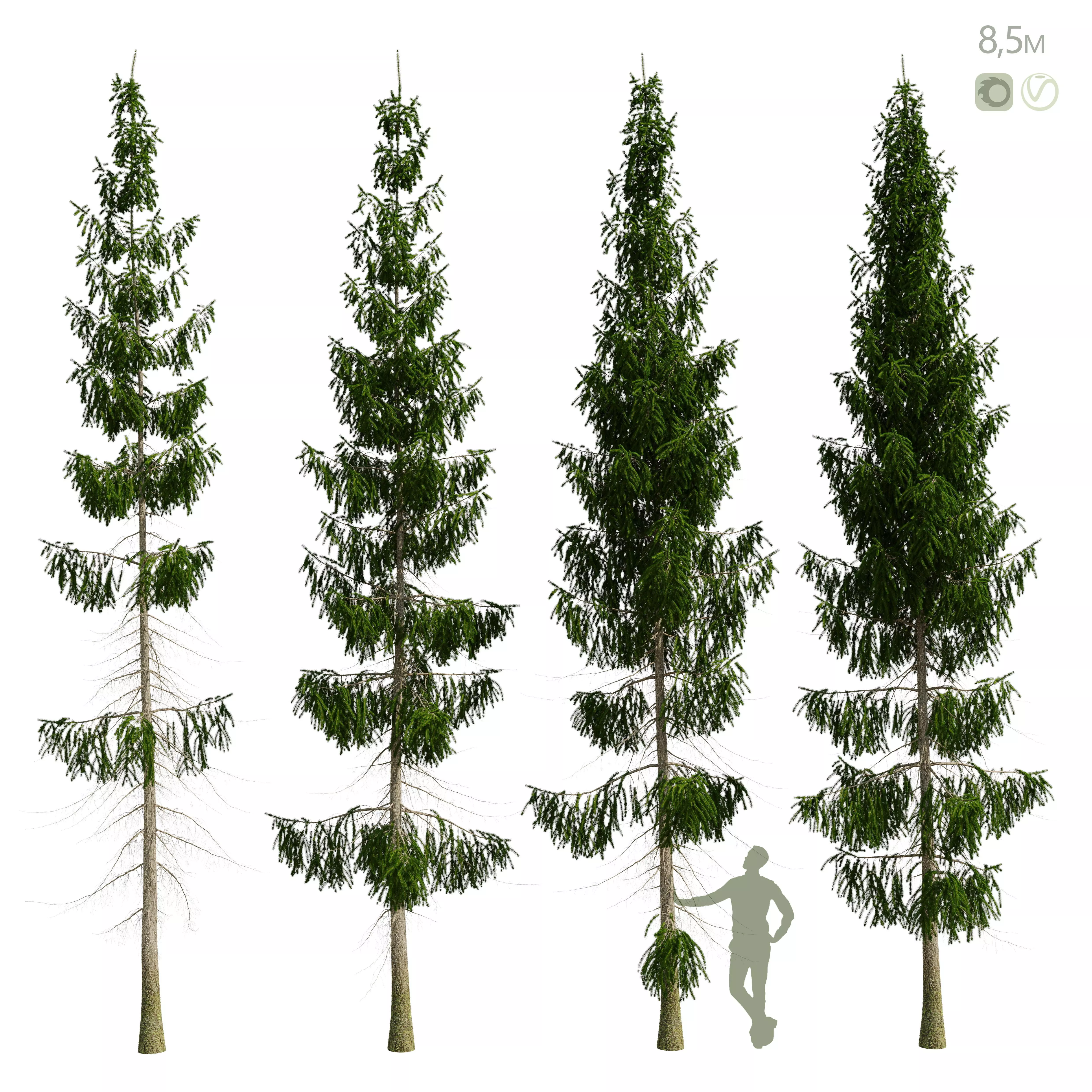 Spruce 8m 3D model_0