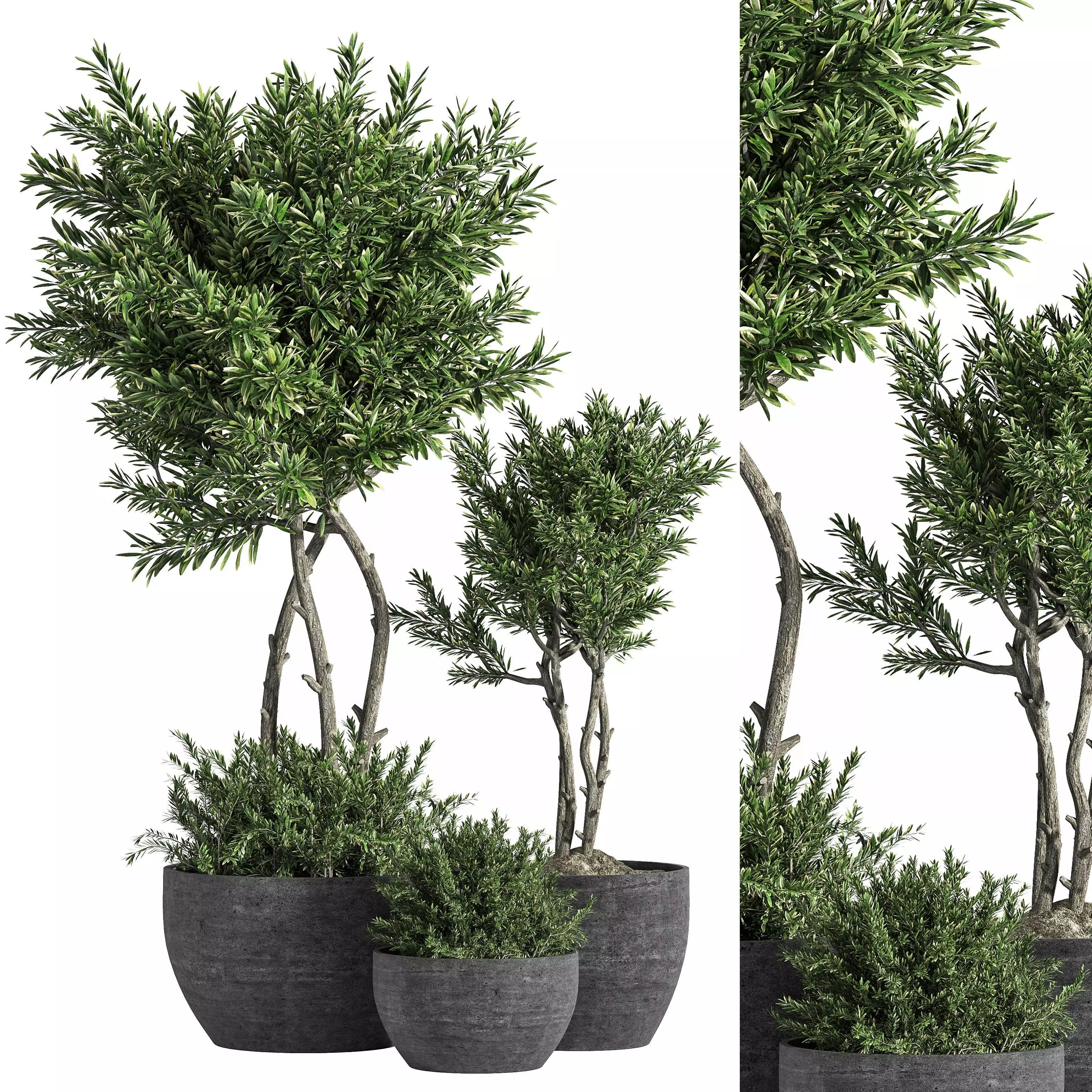 Indoor Plant Set 14 3D model