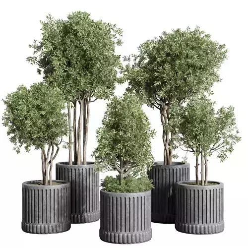  indoor outdoor plant 329 plant tree vase dirty concrete