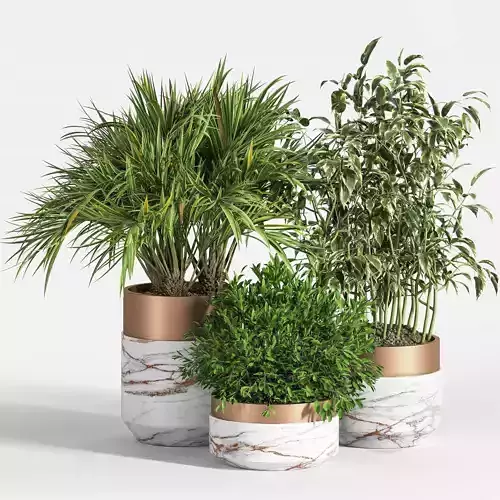 Indoor Plant Set 16