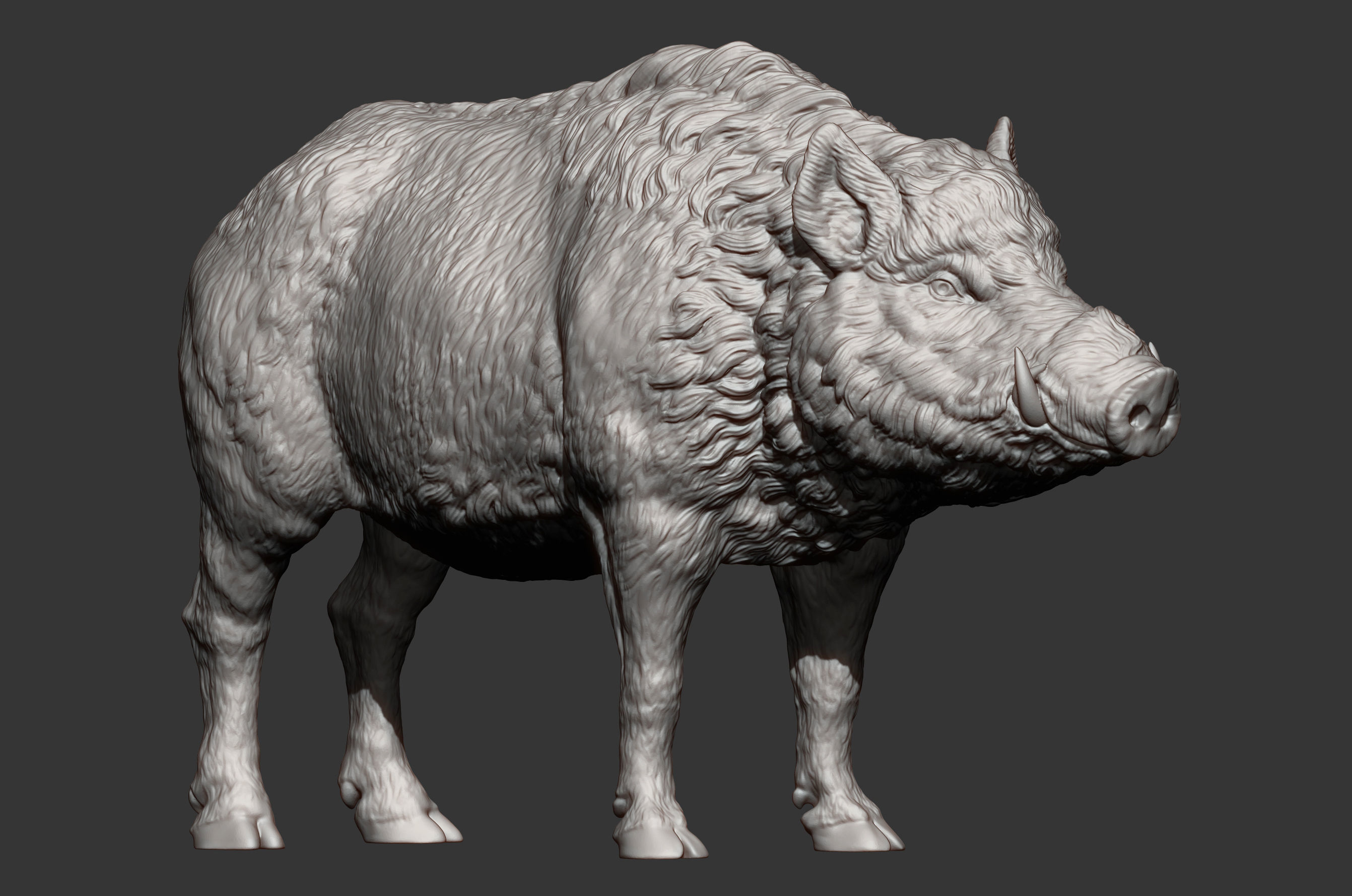 Boar 3D print model wild 3D print model_13