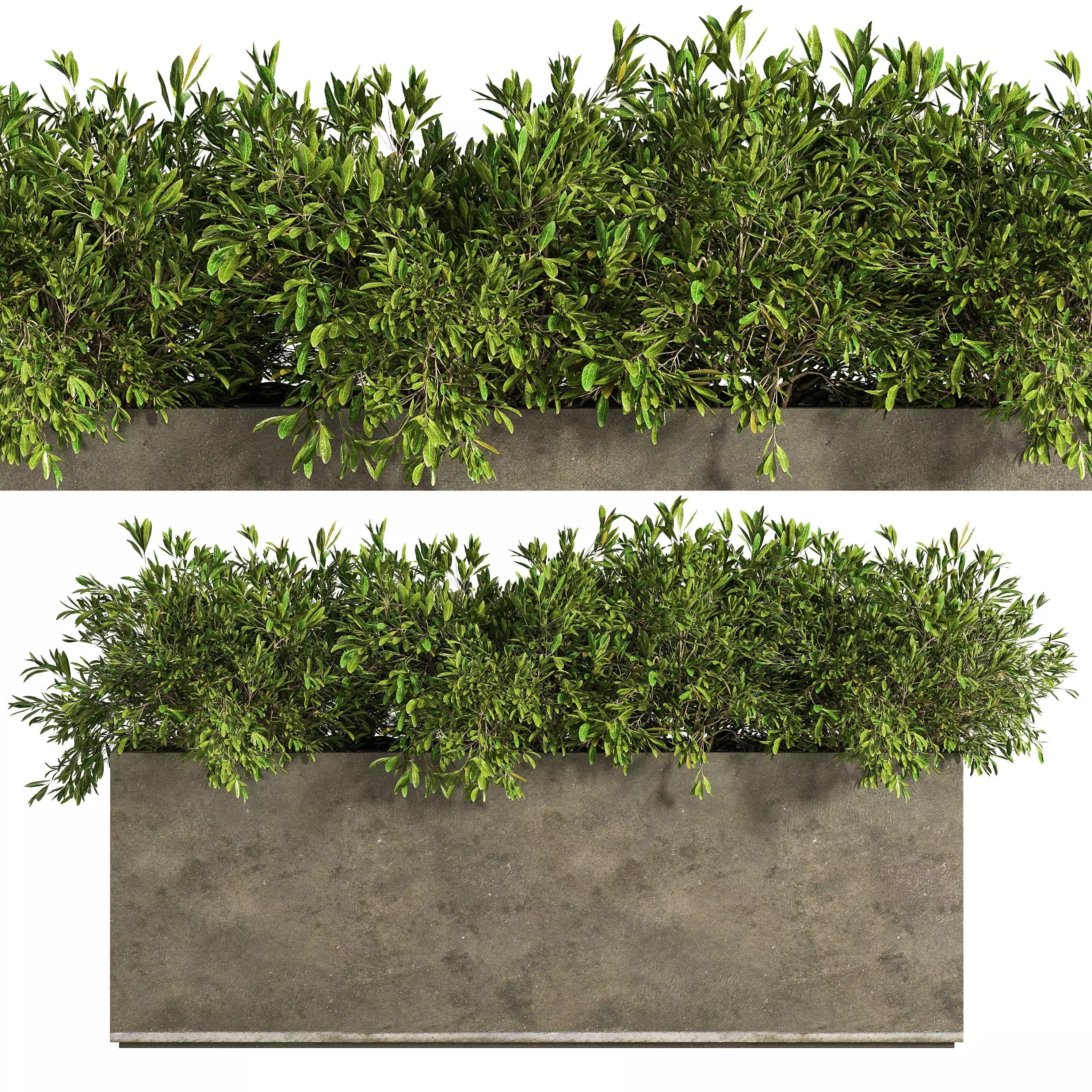Outdoor Plants tree in Concrete Box 06 3D model