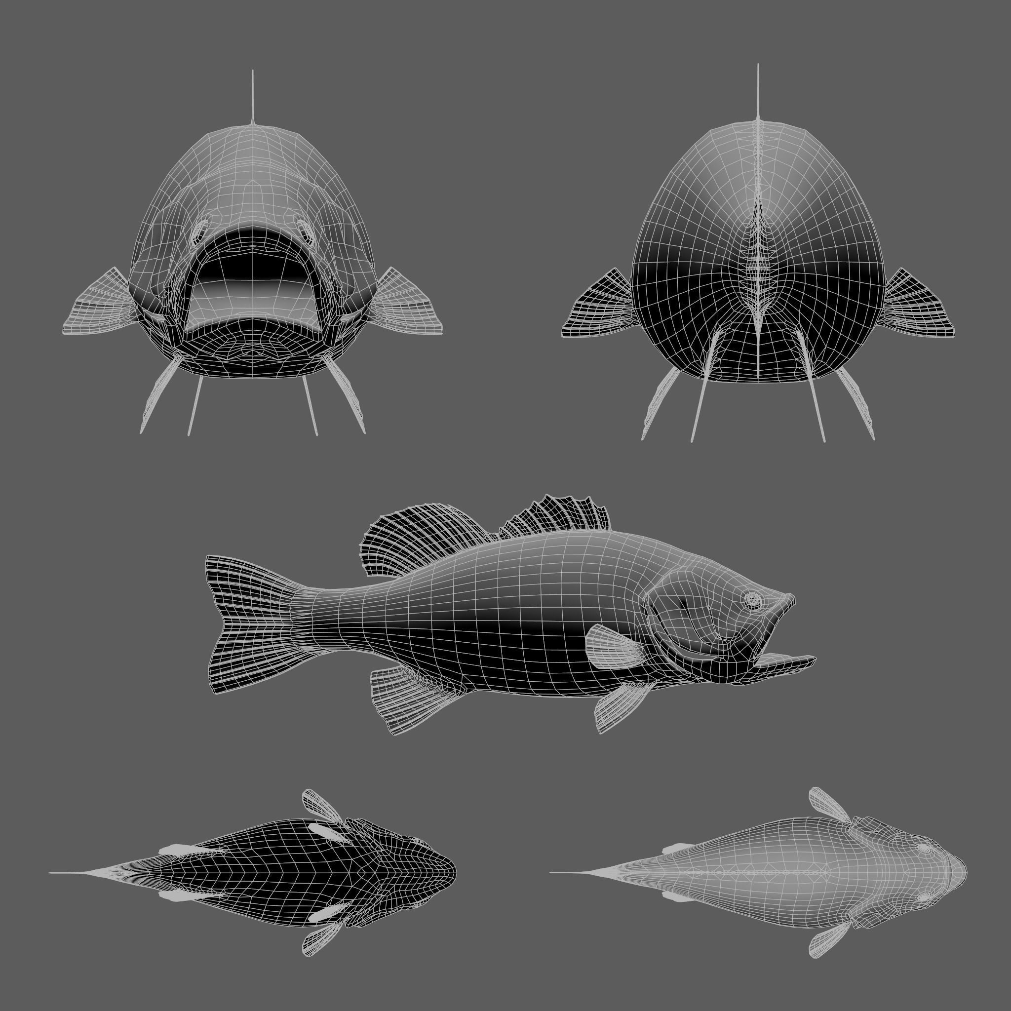 Bass Fish 3D model_5