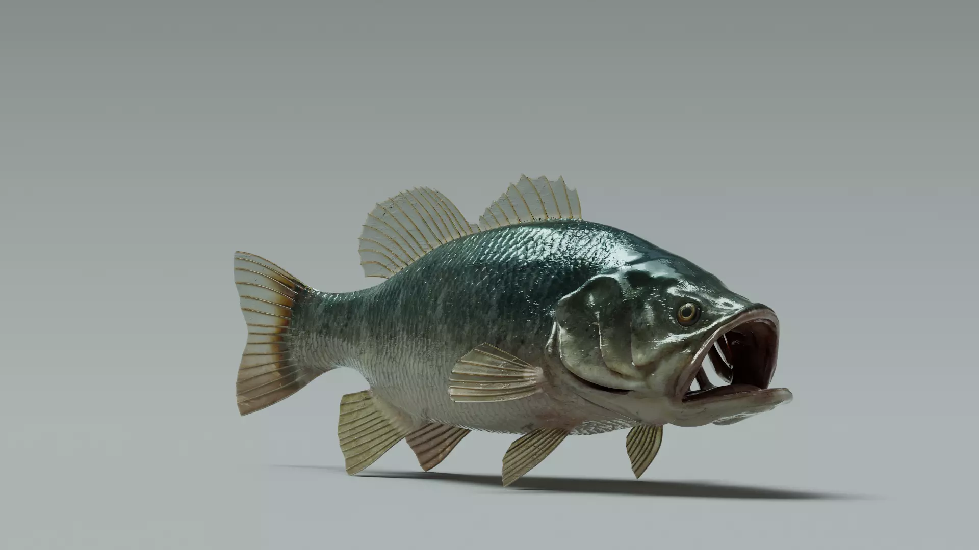 Bass Fish 3D model_0