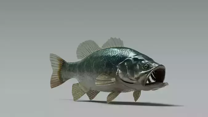Bass Fish