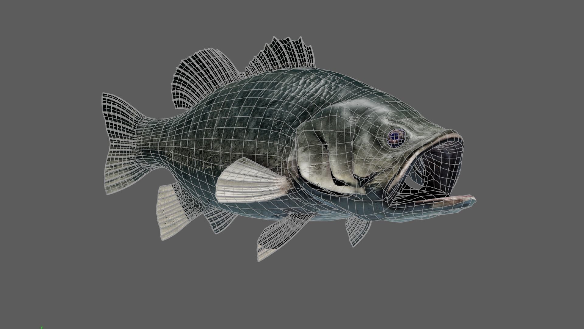 Bass Fish 3D model_3