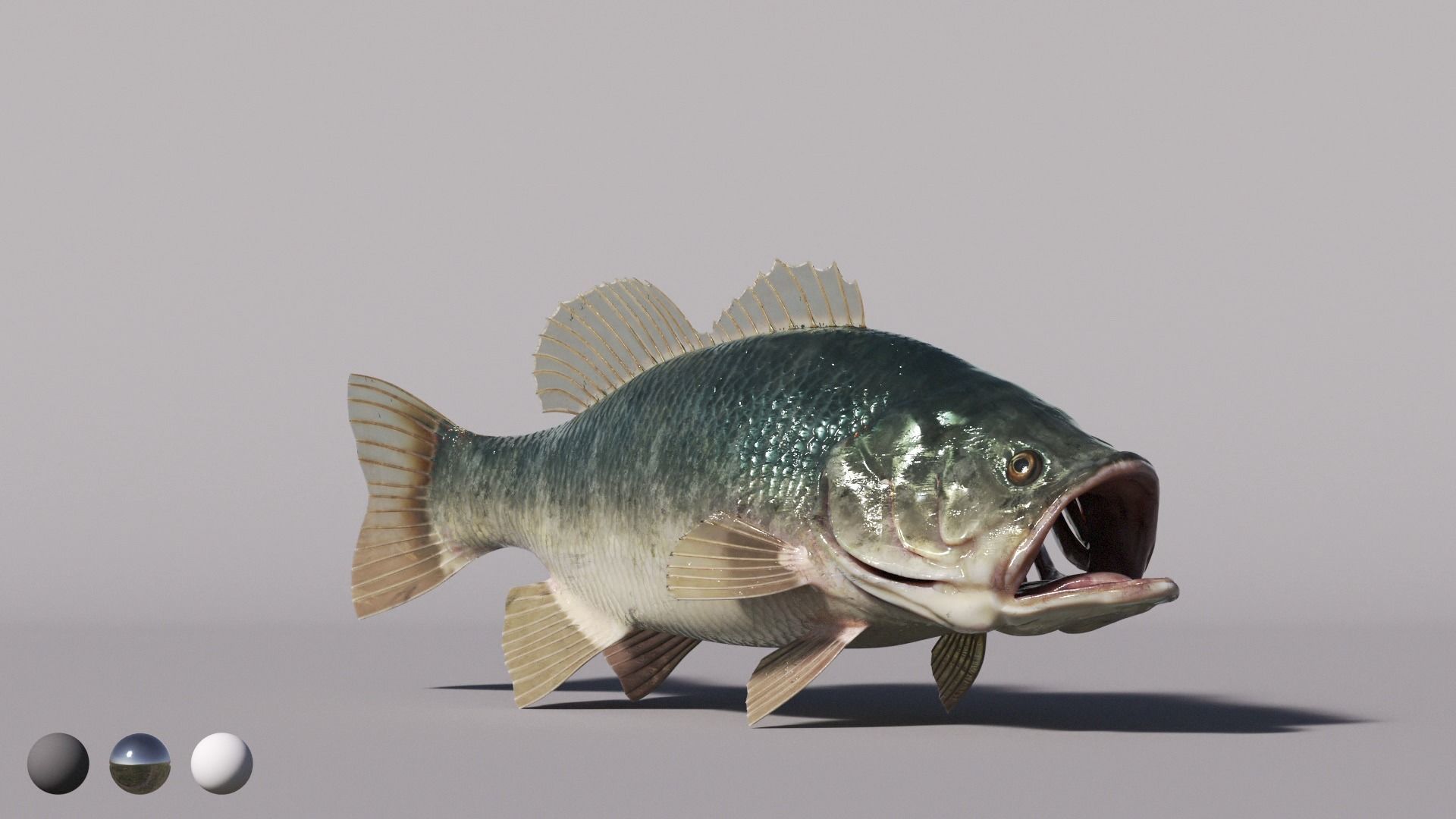 Bass Fish 3D model_2