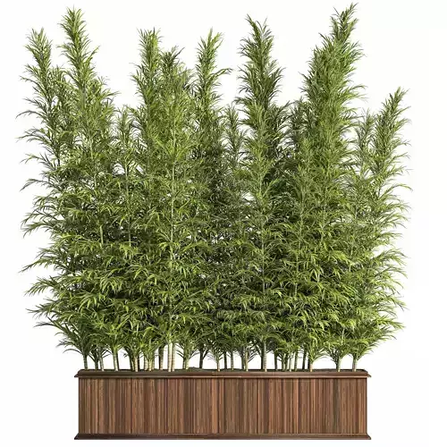 Outdoor Plants Tree in Plant Box Set03