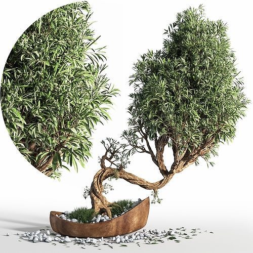  plant bonsai 03 3D model