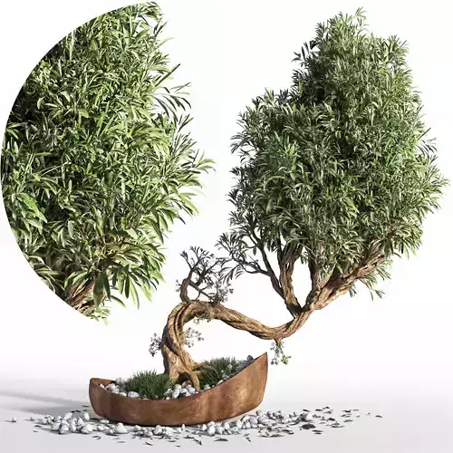  plant bonsai 03