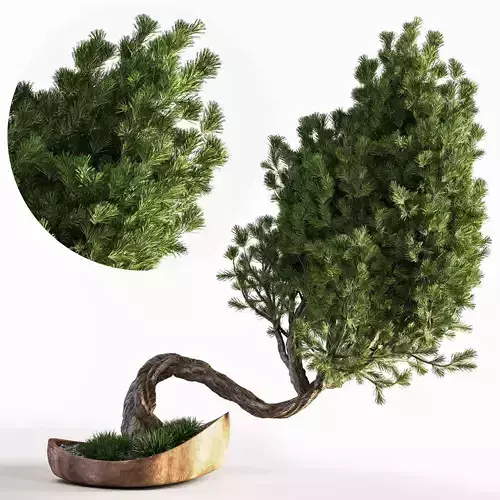 plant bonsai 02