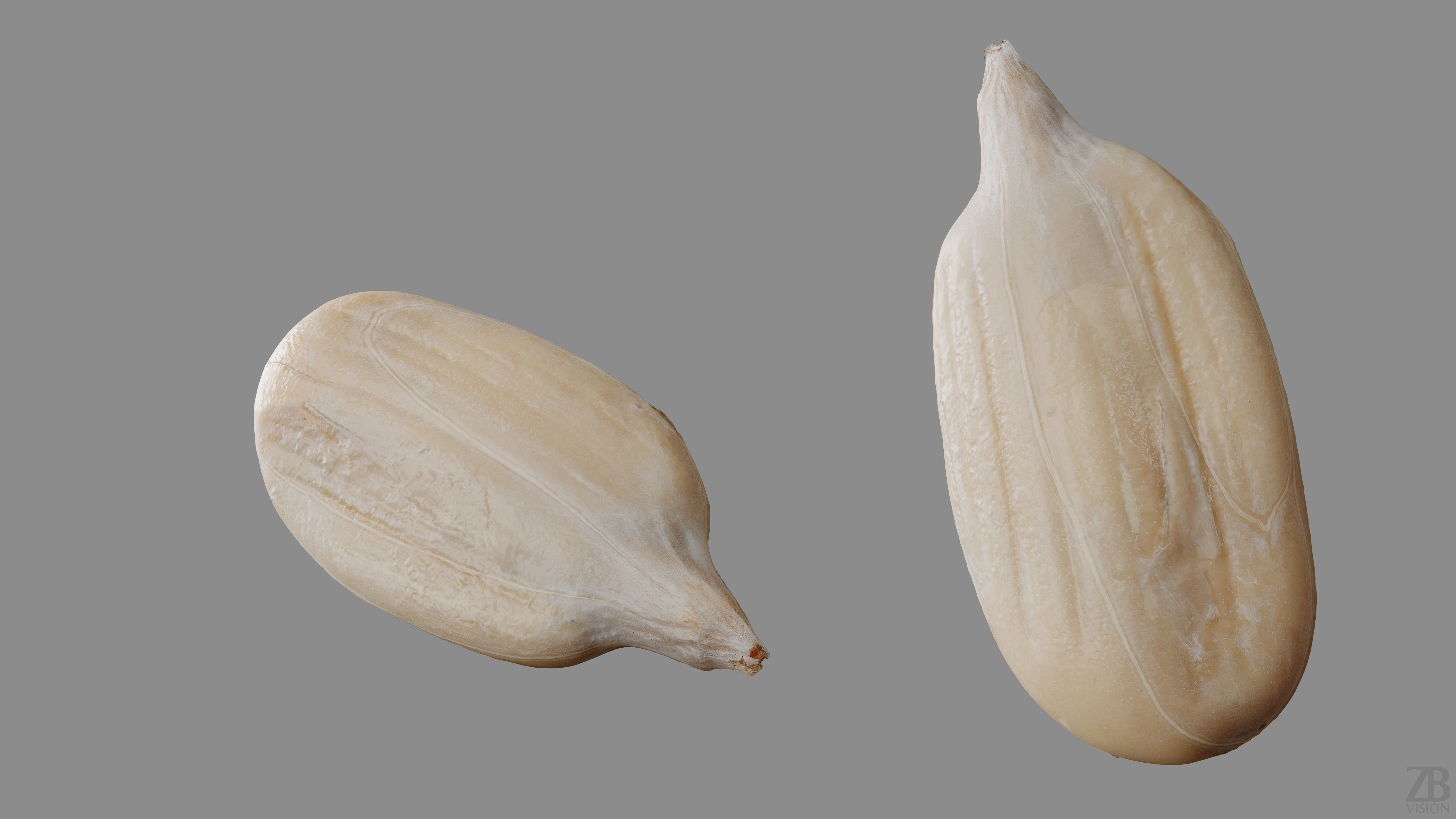 Sunflower Seed 3D model_9