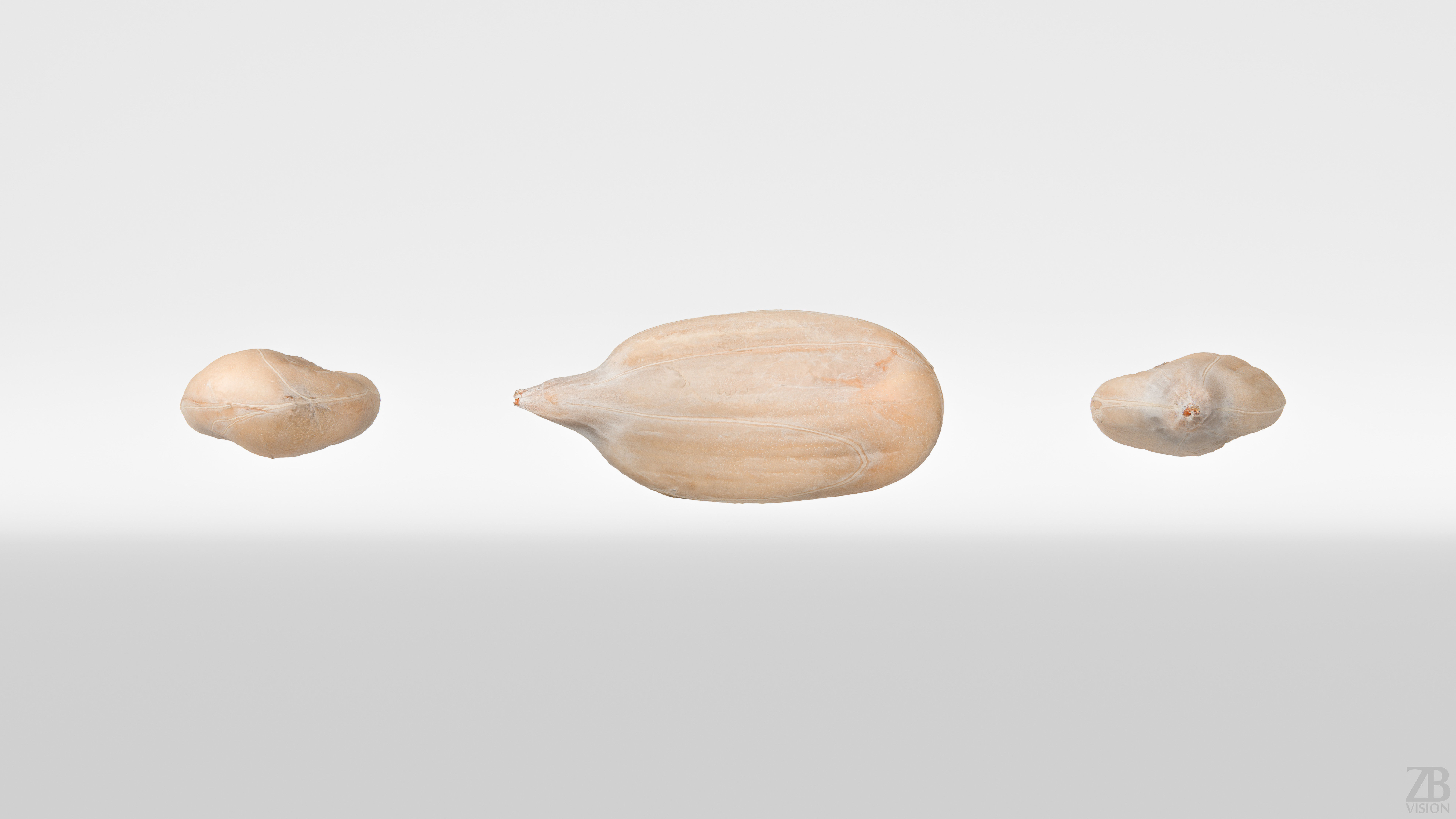Sunflower Seed 3D model_4