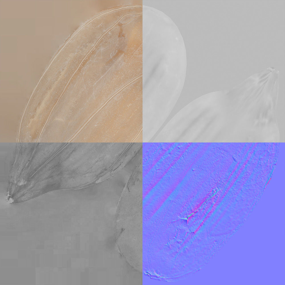 Sunflower Seed 3D model_8