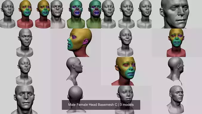 Male Female Head Basemesh C 3D Model Collection