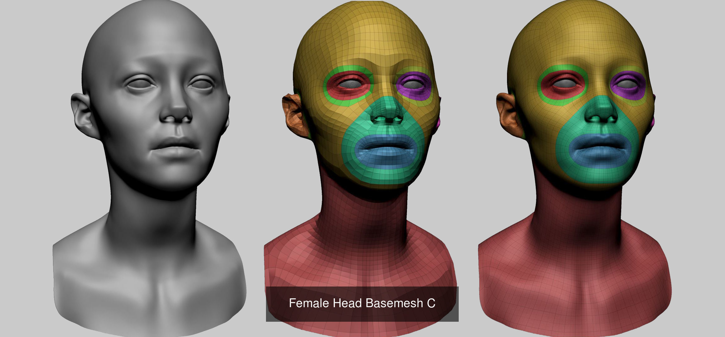 Male Female Head Basemesh C 3D Model Collection_1