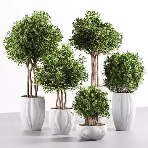 plants set five potted vases