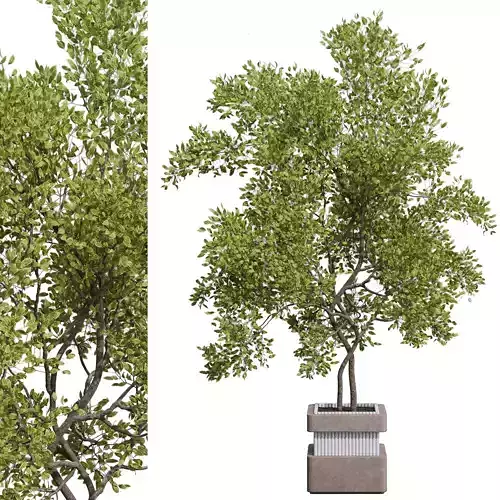 indoor plant 331 plant tree vase dirty concrete