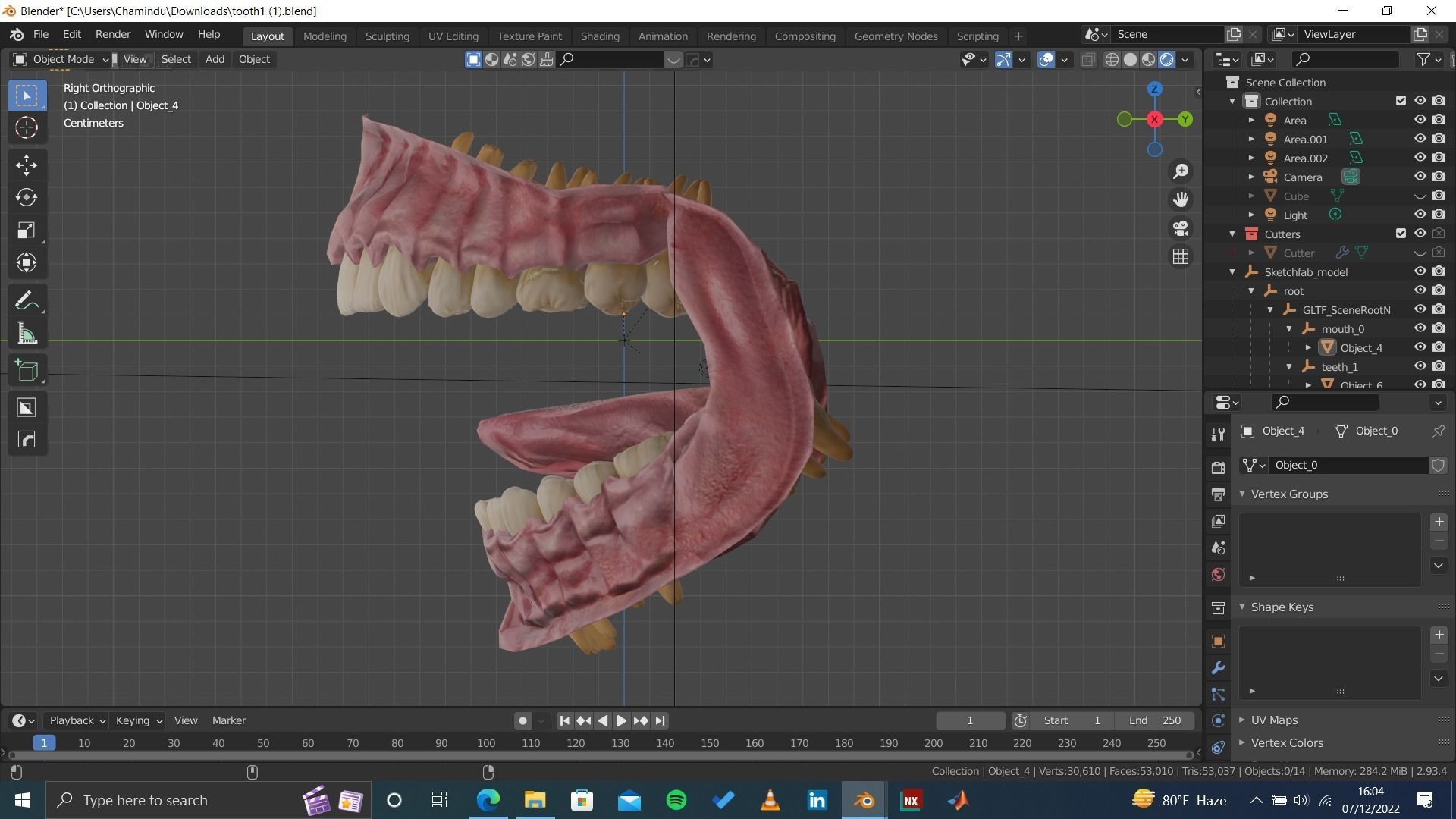 Highly Detailed Human Tooth 3D Model 3D model_3
