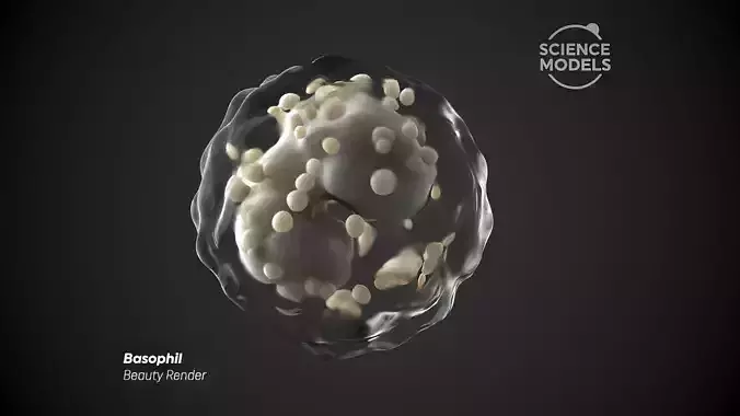 Basophil Cell 3D model