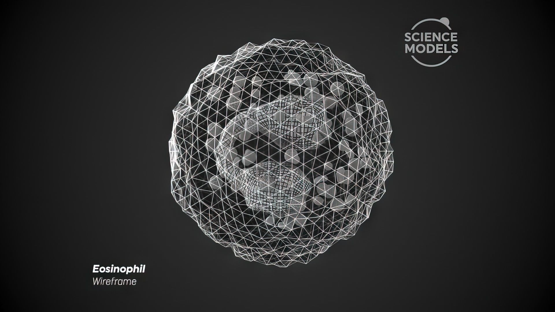 Eosinophil Cell 3D model_5