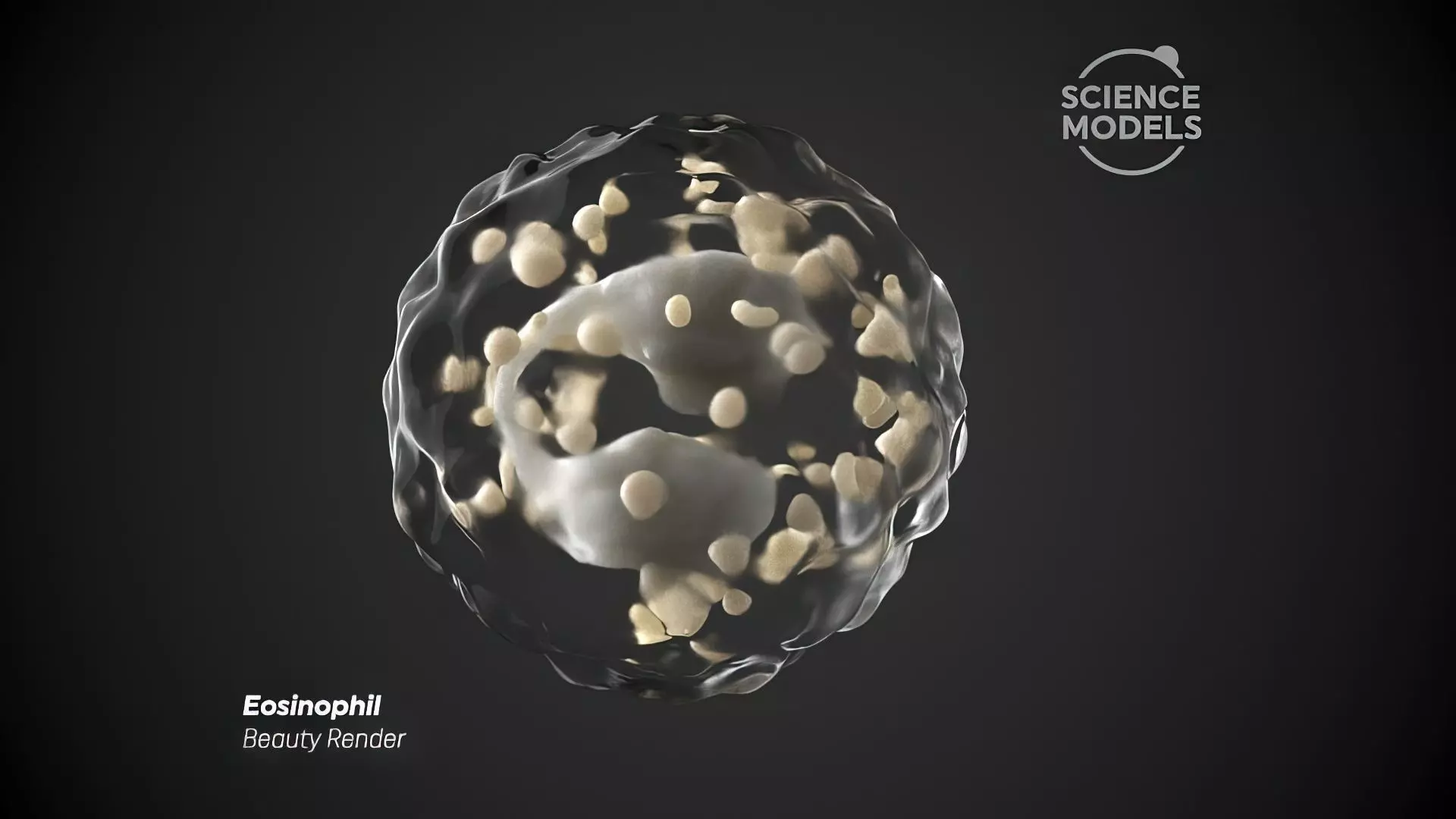 Eosinophil Cell 3D model_0
