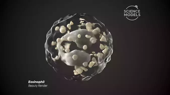 Eosinophil Cell 3D model