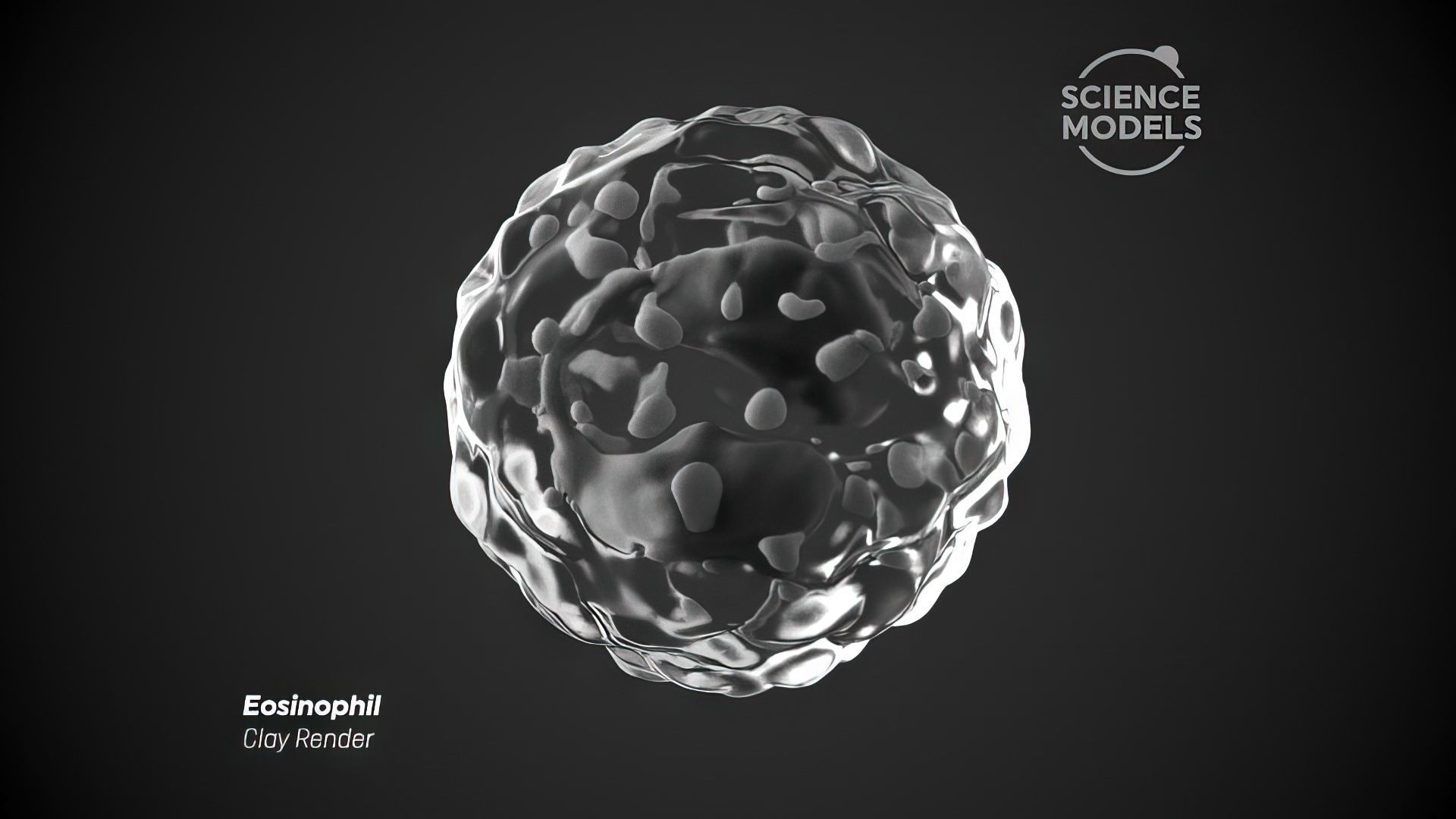 Eosinophil Cell 3D model_4
