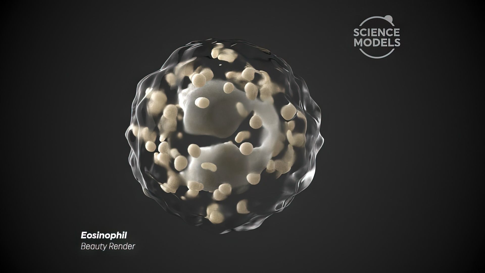 Eosinophil Cell 3D model_3