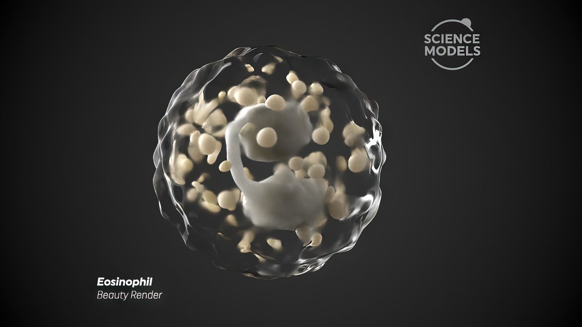 Eosinophil Cell 3D model_2