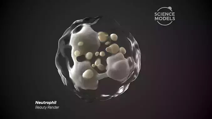 Neutrophil Cell 3D model