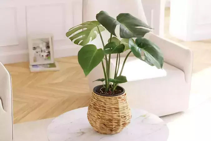 Monstera plant in willow basket