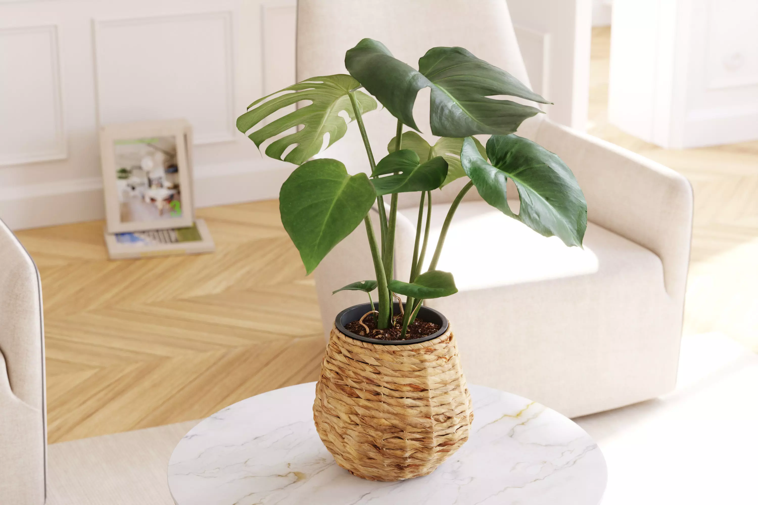 Monstera plant in willow basket 3D model