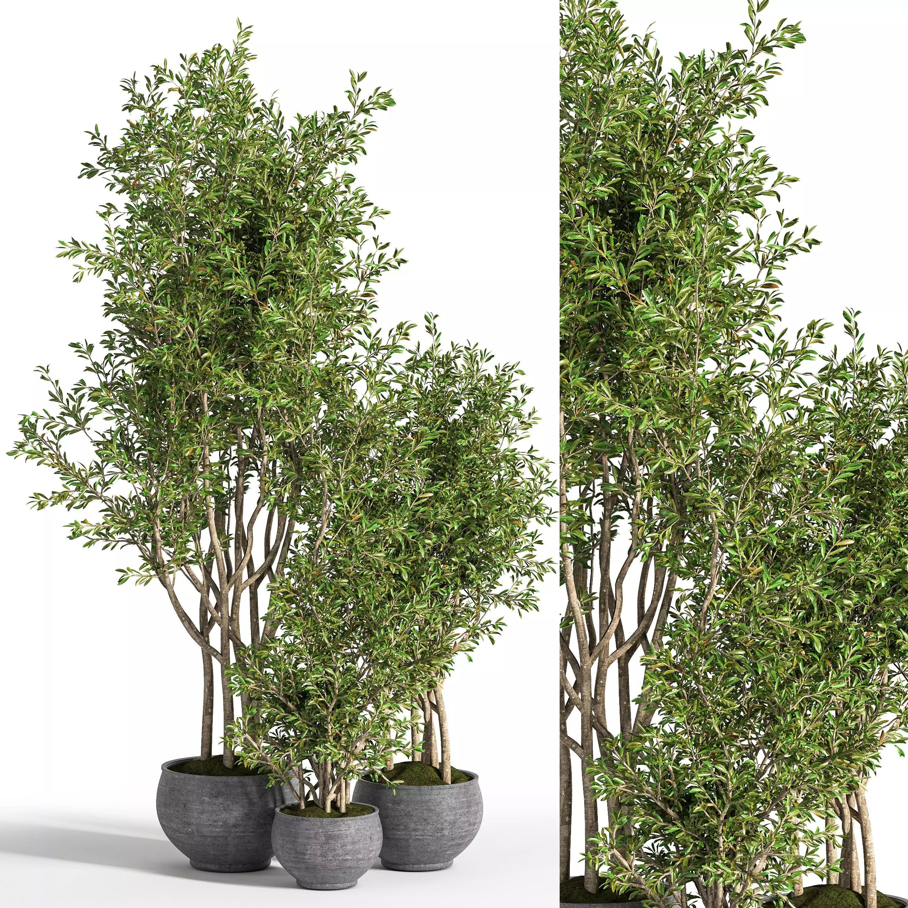 Indoor Plant Set 20 3D model
