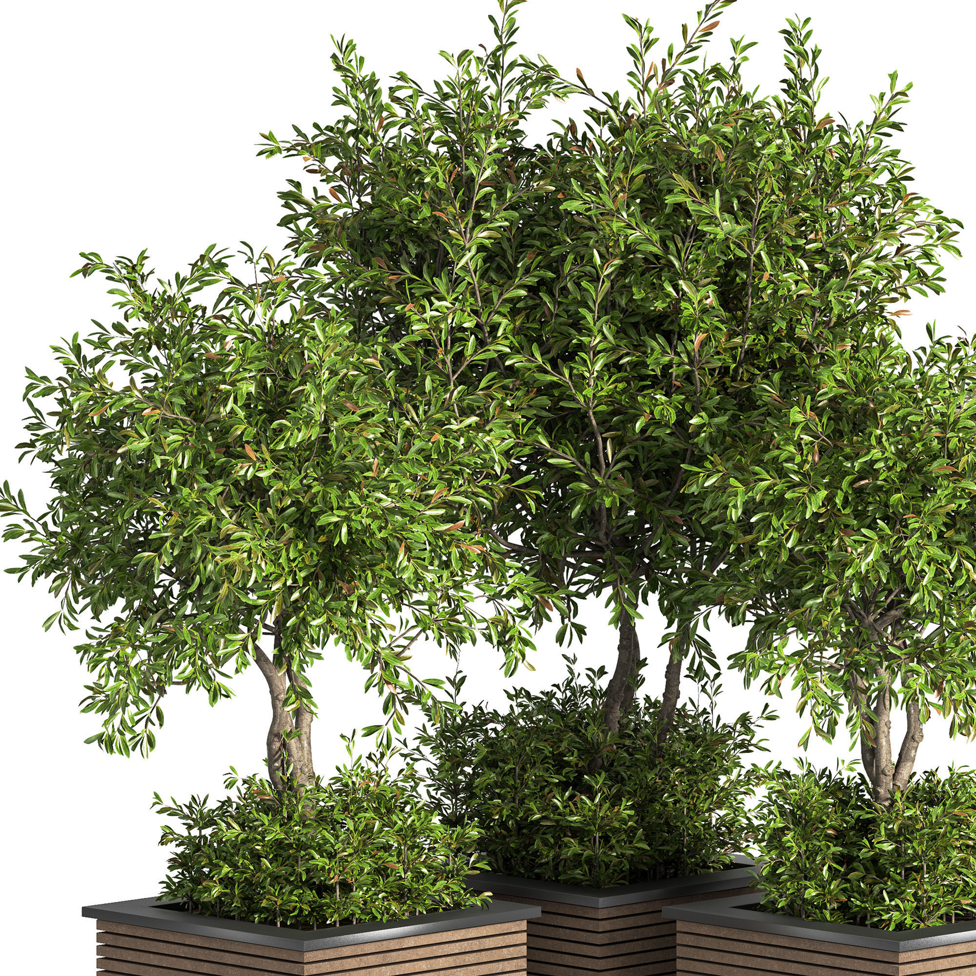 Outdoor Plants tree 10 3D model_3