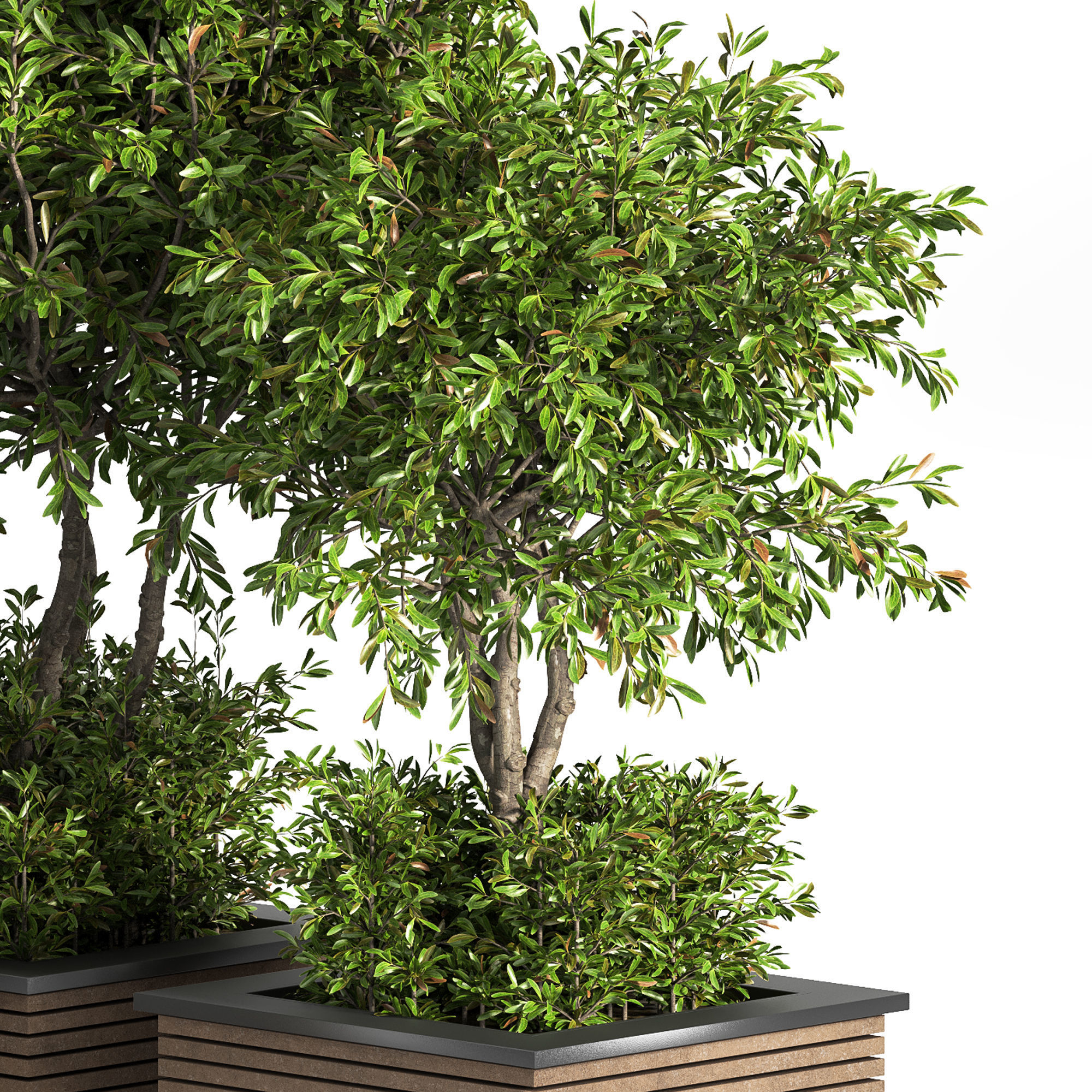 Outdoor Plants tree 10 3D model_2