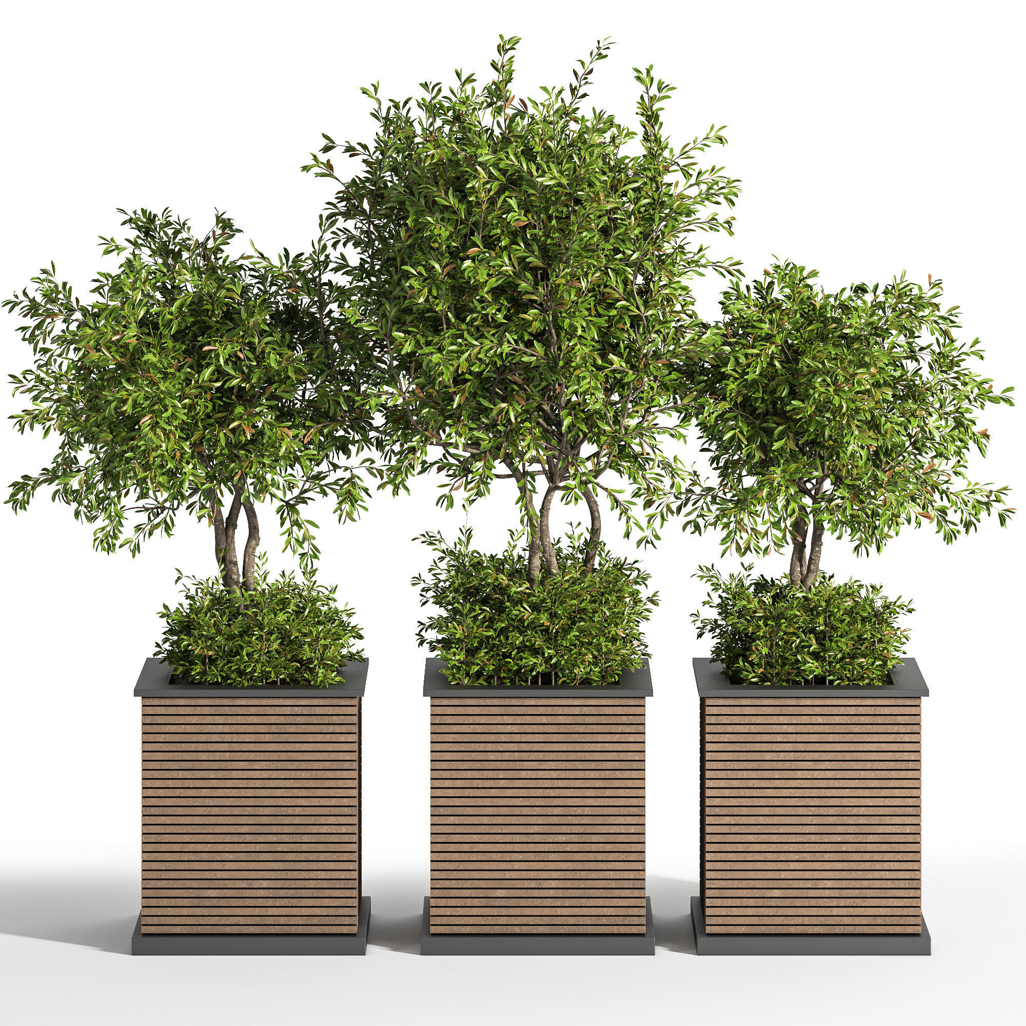 Outdoor Plants tree 10 3D model_1