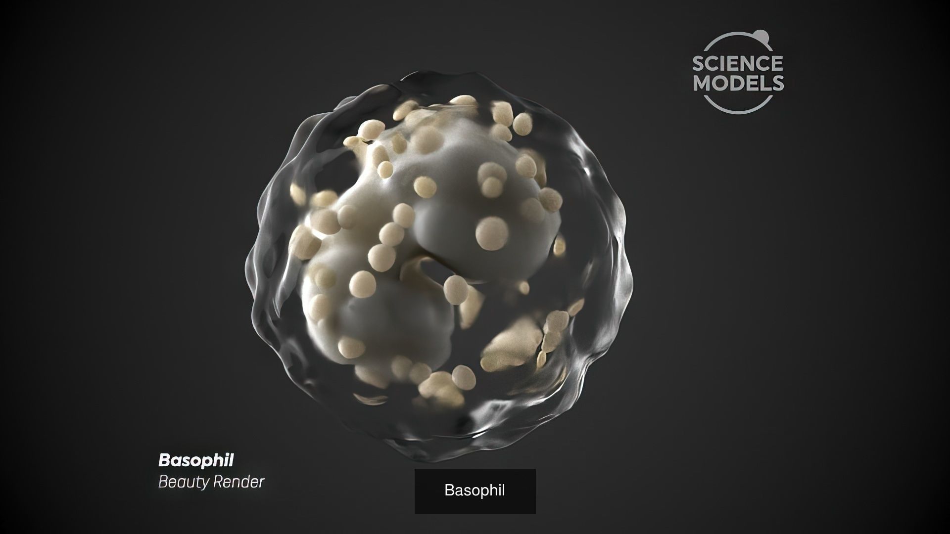 White Blood Cells Collection _1