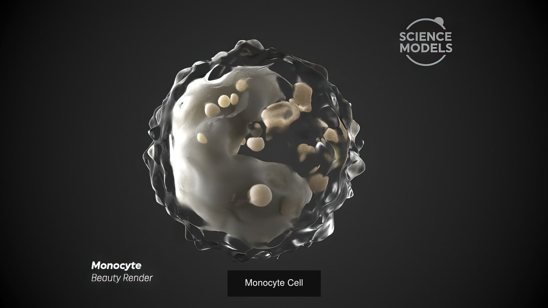 White Blood Cells Collection _4