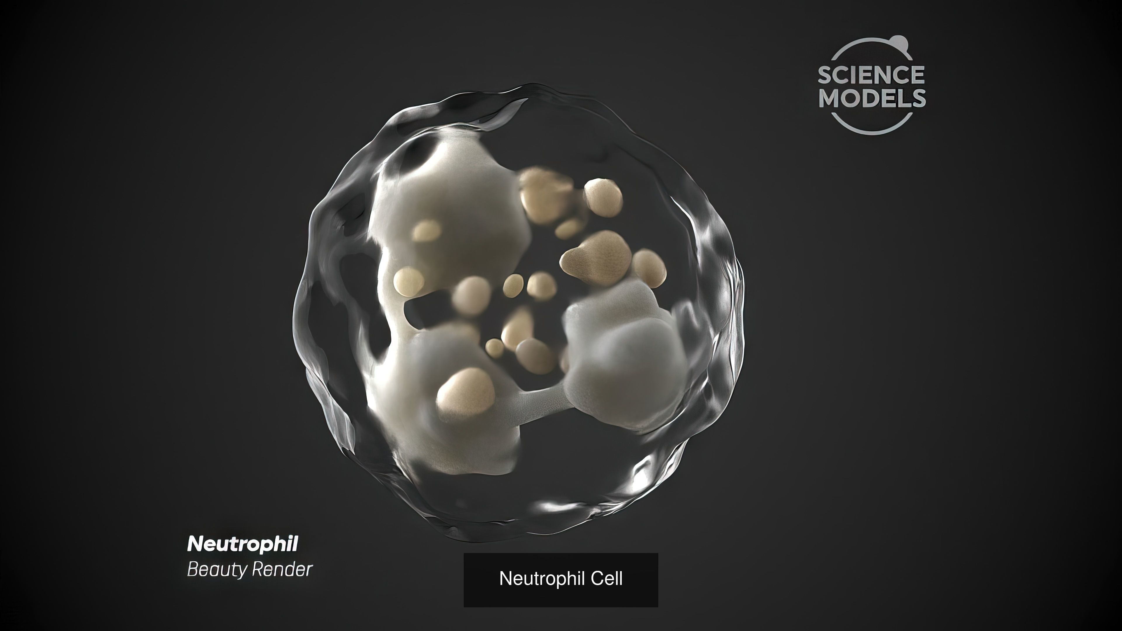 White Blood Cells Collection _3