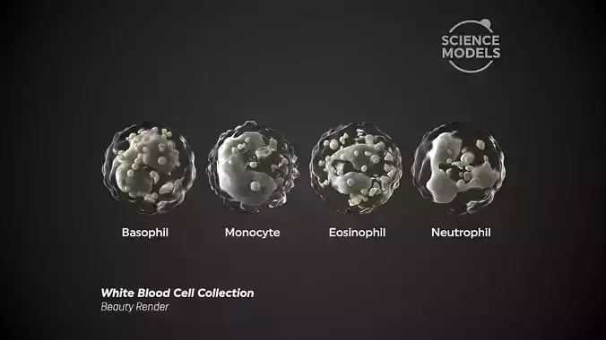 White Blood Cells Collection 