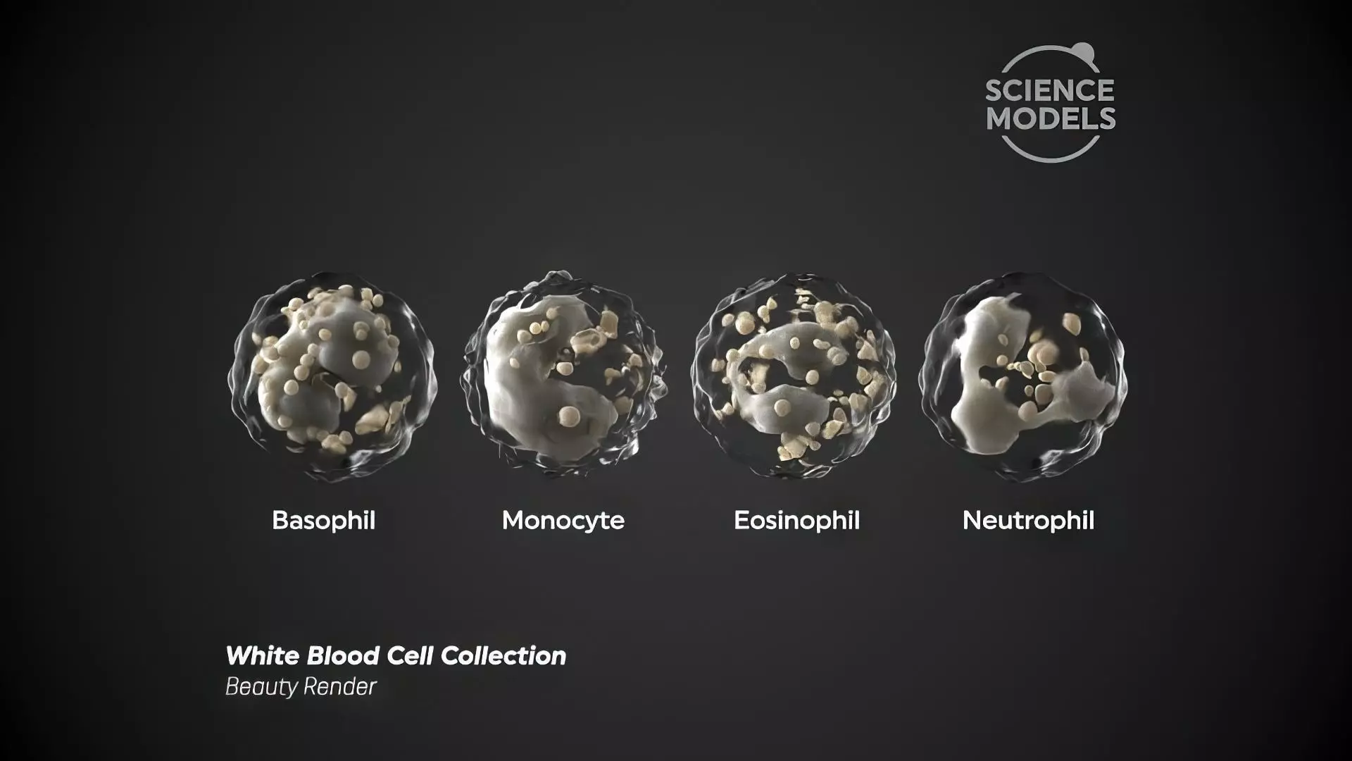 White Blood Cells Collection _0
