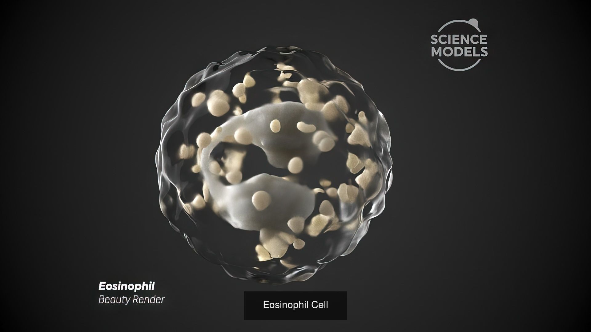 White Blood Cells Collection _2