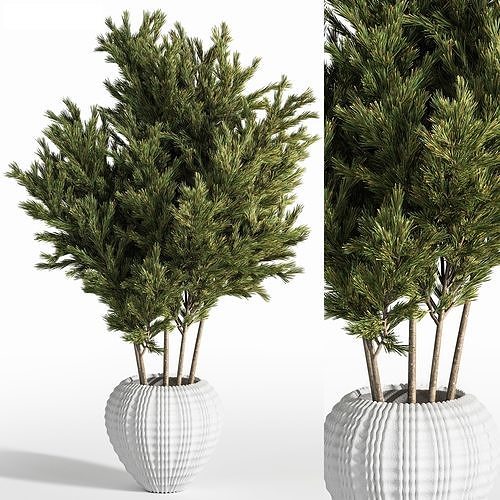 Indoor Plant Set 21 3D model