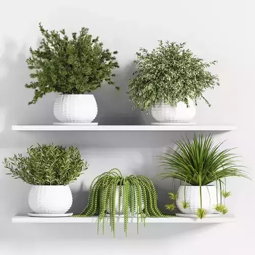 Indoor Plant Set 22