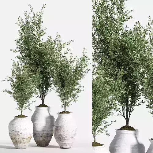 Indoor Plant olive Set 05