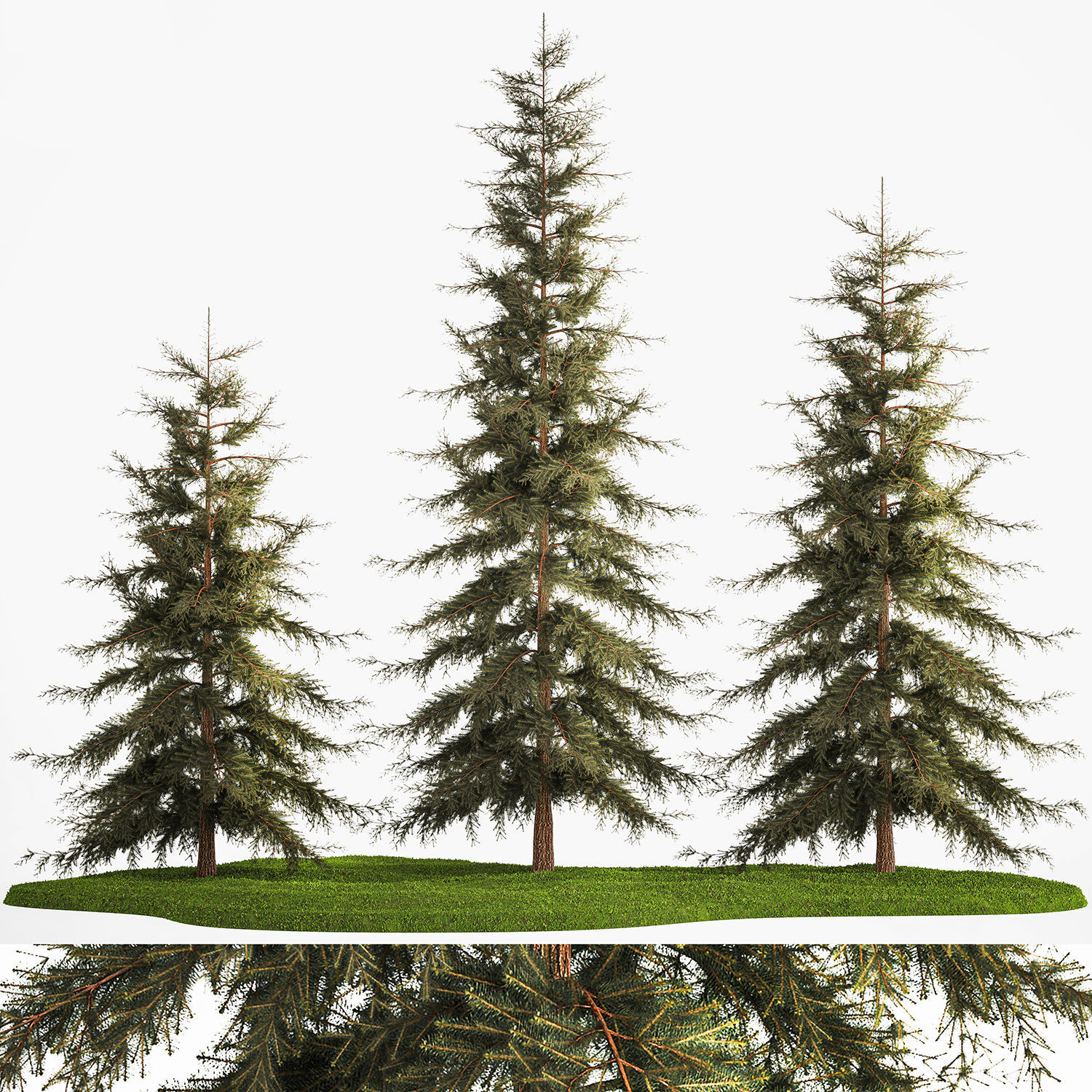 Spruce And Fir Trees For The Park 1157 3D model_7