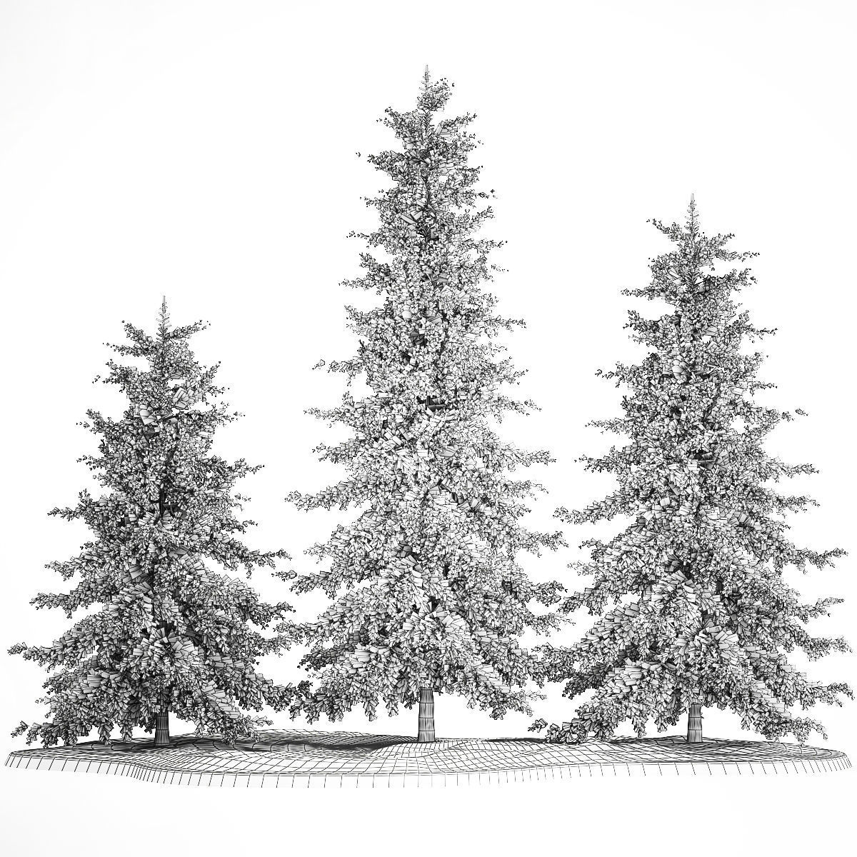 Spruce And Fir Trees For The Park 1157 3D model_8